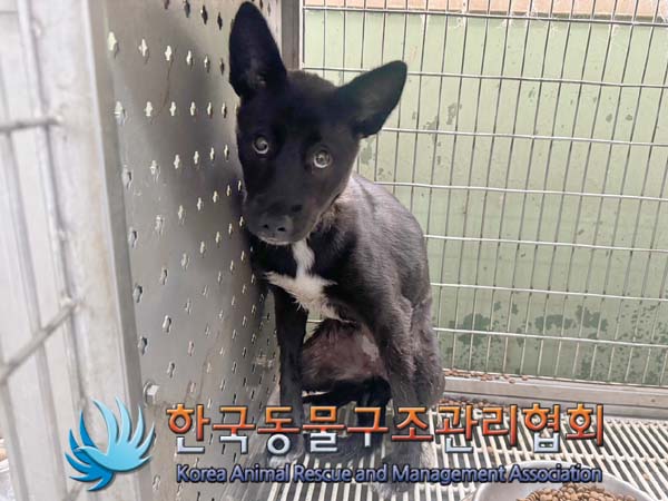 종료(자연사) 믹스…
